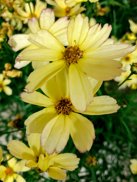 Coreopsis Fall Sensation™ 'Sunny Side' (Tickseed)