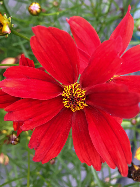 Coreopsis Fall Sensation™ 'Vermillion' (Tickseed)