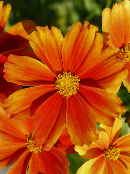 Coreopsis x Li'l Bang™ ‘Darling Clementine’ (Tickseed)