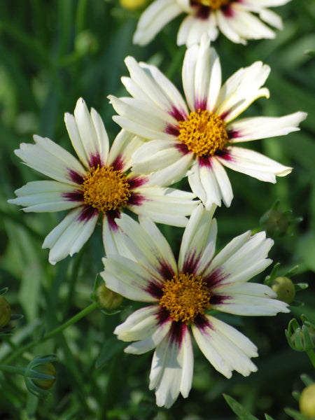 Coreopsis x L'il Bang™ 'Starlight' (Tickseed)