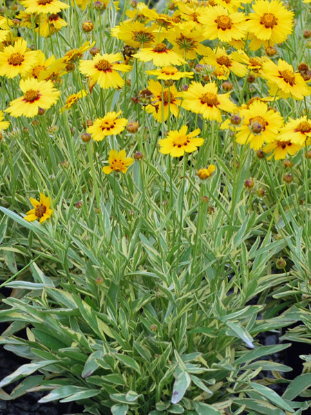 Coreopsis x 'Tequila Sunrise' (Tickseed)