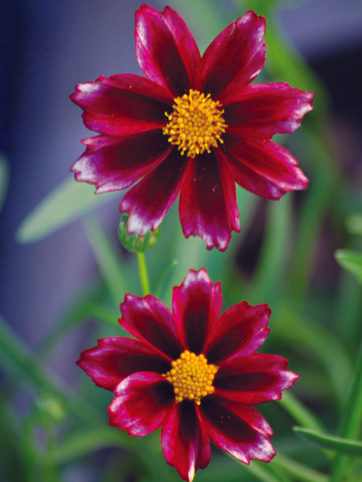 Coreopsis x Big Bang™ 'Mercury Rising' (Tickseed)