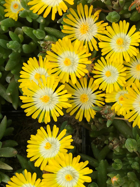 Delosperma J.o.D. 'Peridot’ (Jewel of the Desert Series Ice Plant)