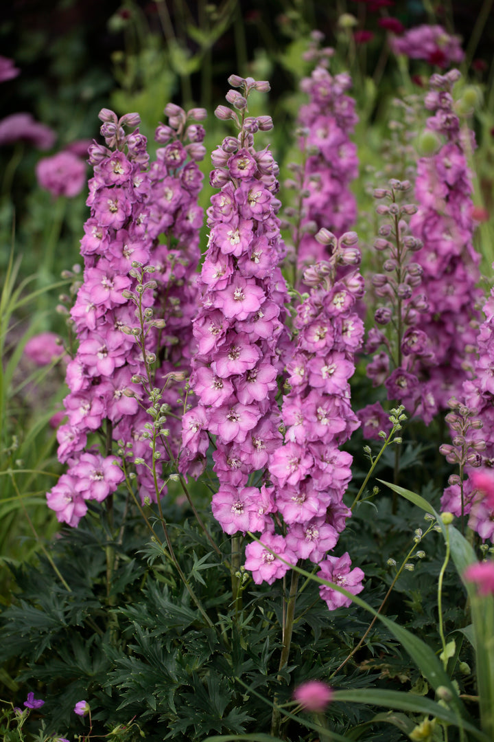 Delphinium Delgenius™ ‘Chantay’ (Larkspur)