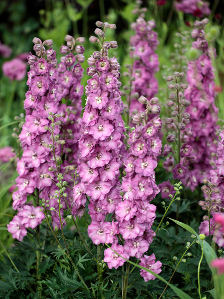 Delphinium Delgenius™ ‘Chantay’ (Larkspur)