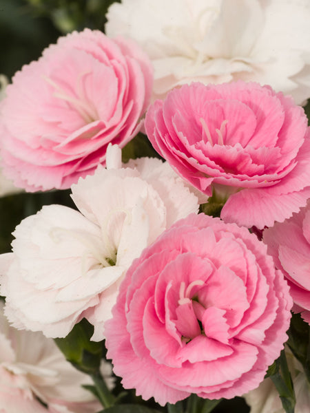 Dianthus Constant Cadence® Peach Milk (Garden Pinks)