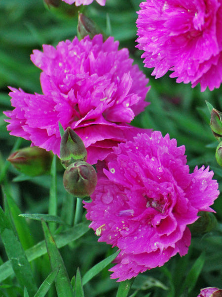 Dianthus Everlast™ Orchid (Garden Pinks)