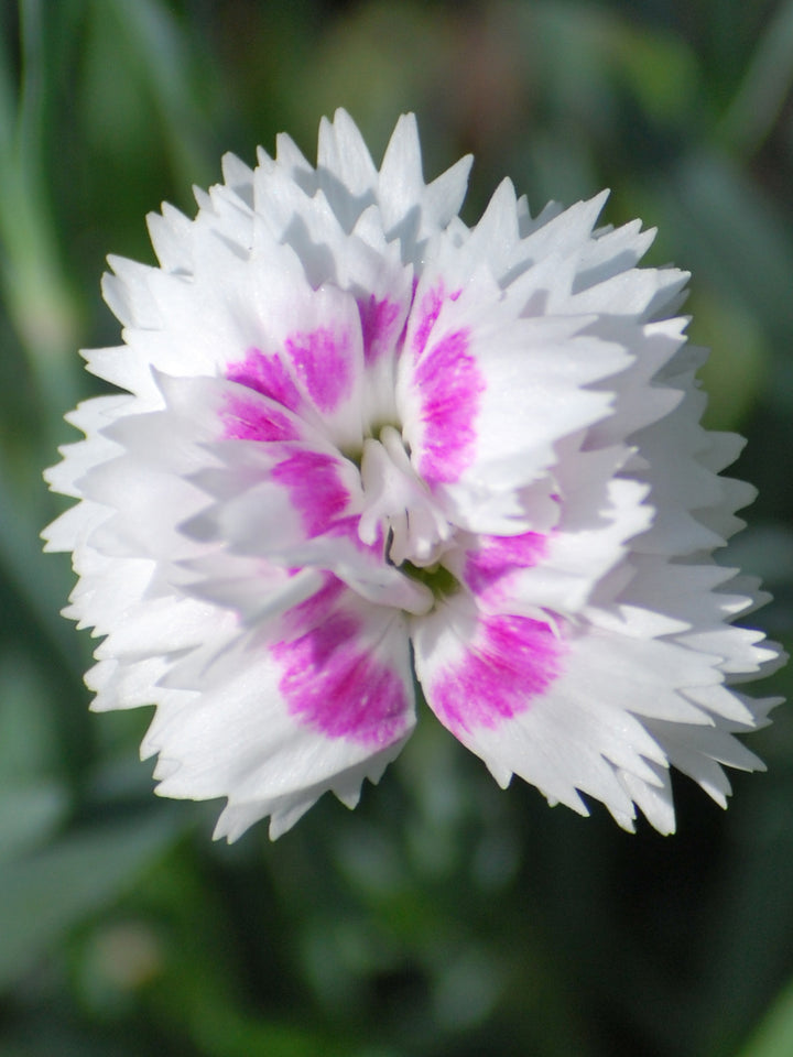 Dianthus Everlast™ White + Eye (Garden Pinks)