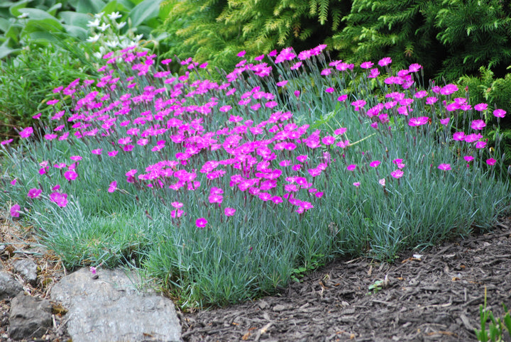 Dianthus gratianopolitanus 'Firewitch' (Garden Pinks)