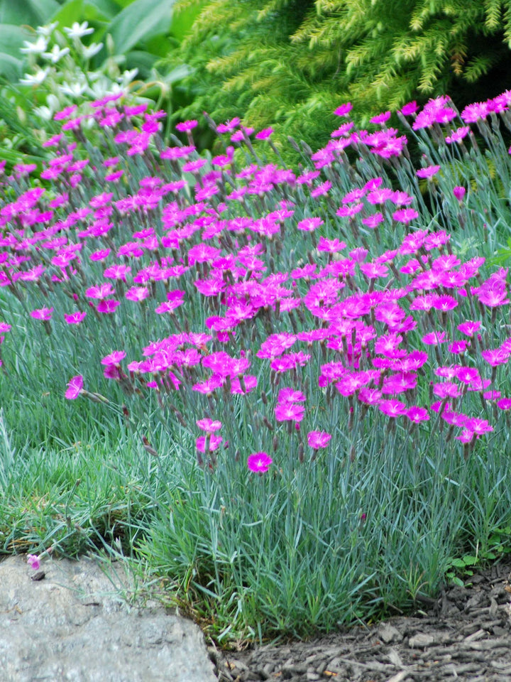 Dianthus gratianopolitanus 'Firewitch' (Garden Pinks)