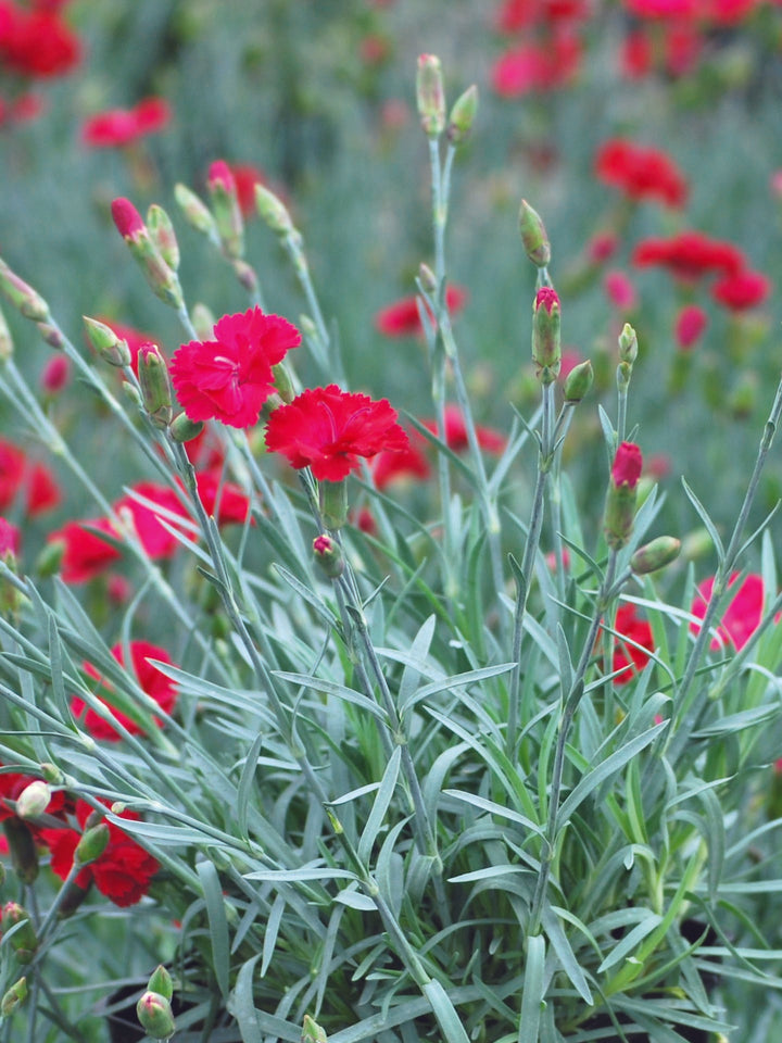 Dianthus allwoodii 'Frosty Fire' (Garden Pinks)