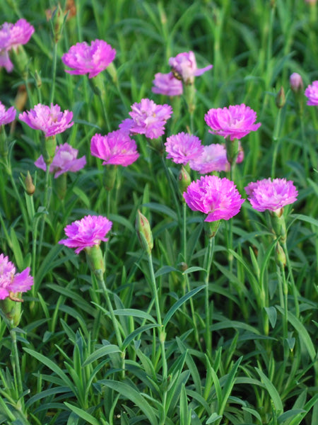 Dianthus Mountain Frost™ Pink PomPom (Garden Pinks)