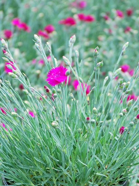 Dianthus x STAR SINGLE™ 'Neon Star' (Garden Pinks)