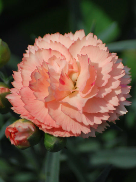 Dianthus SuperTrouper™ Orange (Garden Pinks)