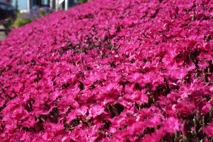 Dianthus Vivid™ Bright Light (Garden Pinks)