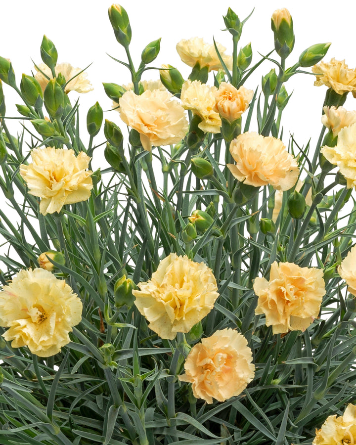 Dianthus Premier™ Hello Yellow® (Garden Pinks)