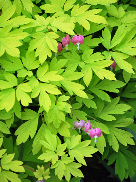 Dicentra spectablis 'Gold Leaf' (Bleeding Heart)