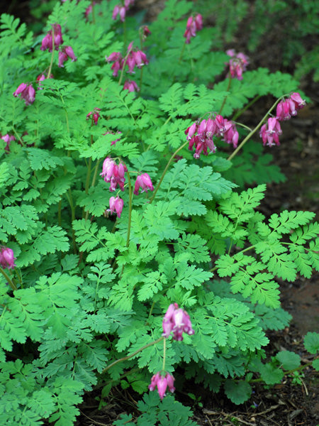 Dicentra formosa 'Luxuriant' (Cutleaf Bleeding Heart)