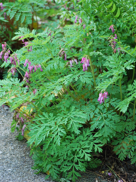 Dicentra eximia (Cutleaf Bleeding Heart)