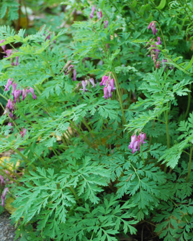 Dicentra eximia (Cutleaf Bleeding Heart)