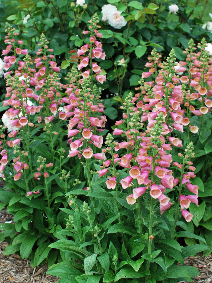 Digitalis x Arctic Fox™ Rose (Foxglove)