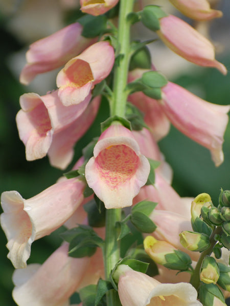 Digitalis purpurea 'Dalmatian Peach' (Foxglove)