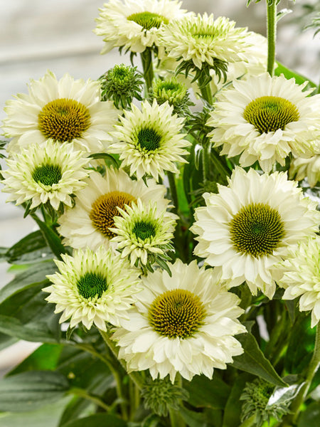 Echinacea x SunSeekers® White Perfection (Coneflower)