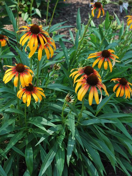 Echinacea x 'Fiery Meadow Mama' (Coneflower)