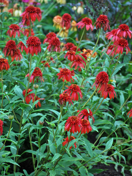 Echinacea x purpurea 'Hot Papaya' (Cone-fections™ Series Coneflower)