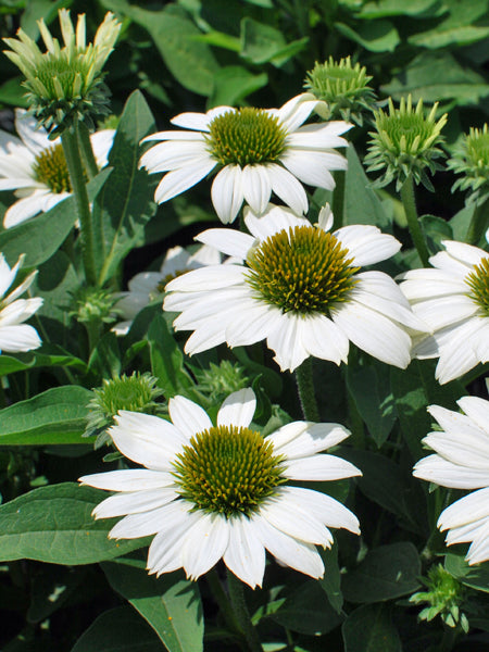 Echinacea x Kismet® White (Coneflower)