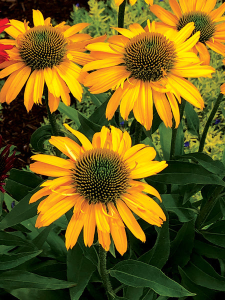 Echinacea Kismet® Yellow (Coneflower)