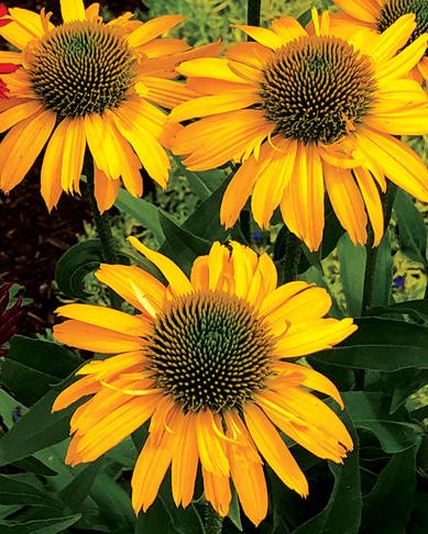 Echinacea Kismet® Yellow (Coneflower)