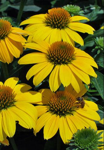 Echinacea Sombrero® Lemon Yellow Improved (Coneflower)