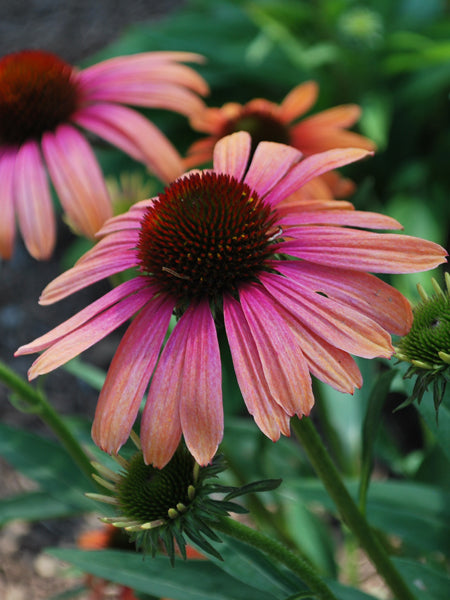 Echinacea x purpurea Butterfly™ 'Rainbow Marcella' (Coneflower)