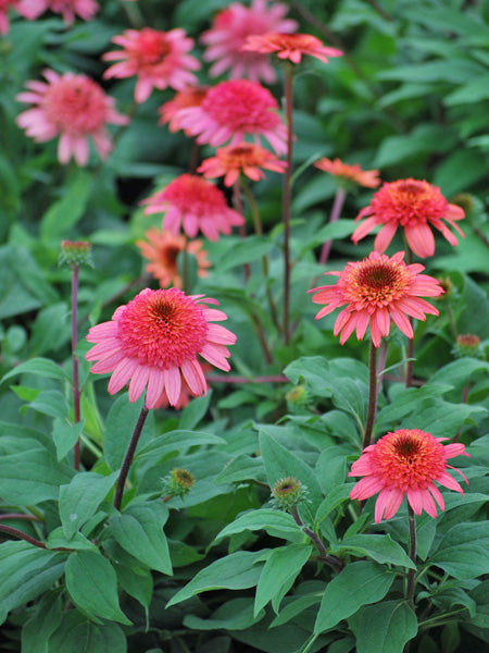 Echinacea x purpurea 'Raspberry Truffle' (Cone-fections™ Series Coneflower)