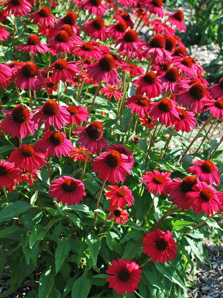 Echinacea Sombrero® Baja Burgundy (Coneflower)