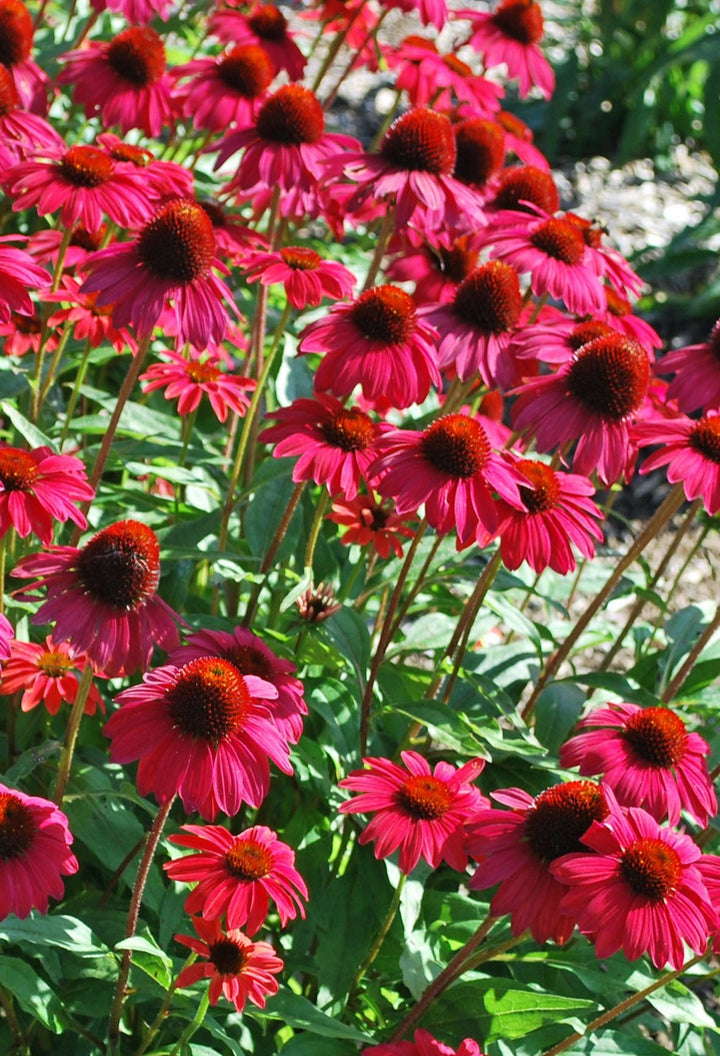 Echinacea Sombrero® Baja Burgundy (Coneflower)