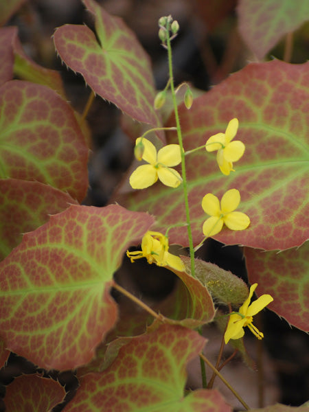 Epimedium x perralchium 'Frohnleiten'