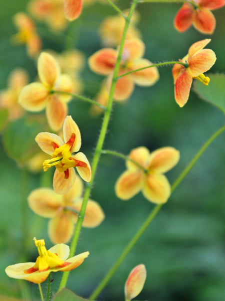 Epimedium x warleyense 'Orange Queen' (Barrenwort)