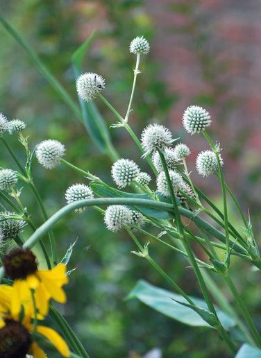 Eryngium yuccifolium (Rattlesnake master)