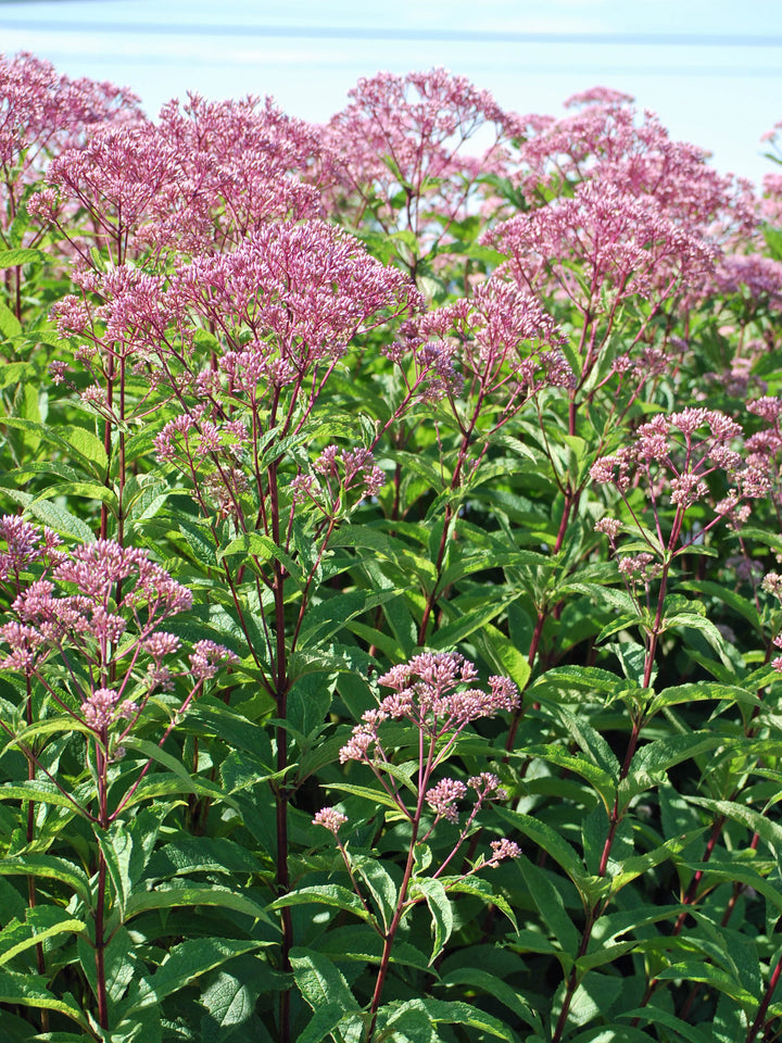 Eupatorium d. 'Baby Joe' (Dwarf Joe Pye Weed)