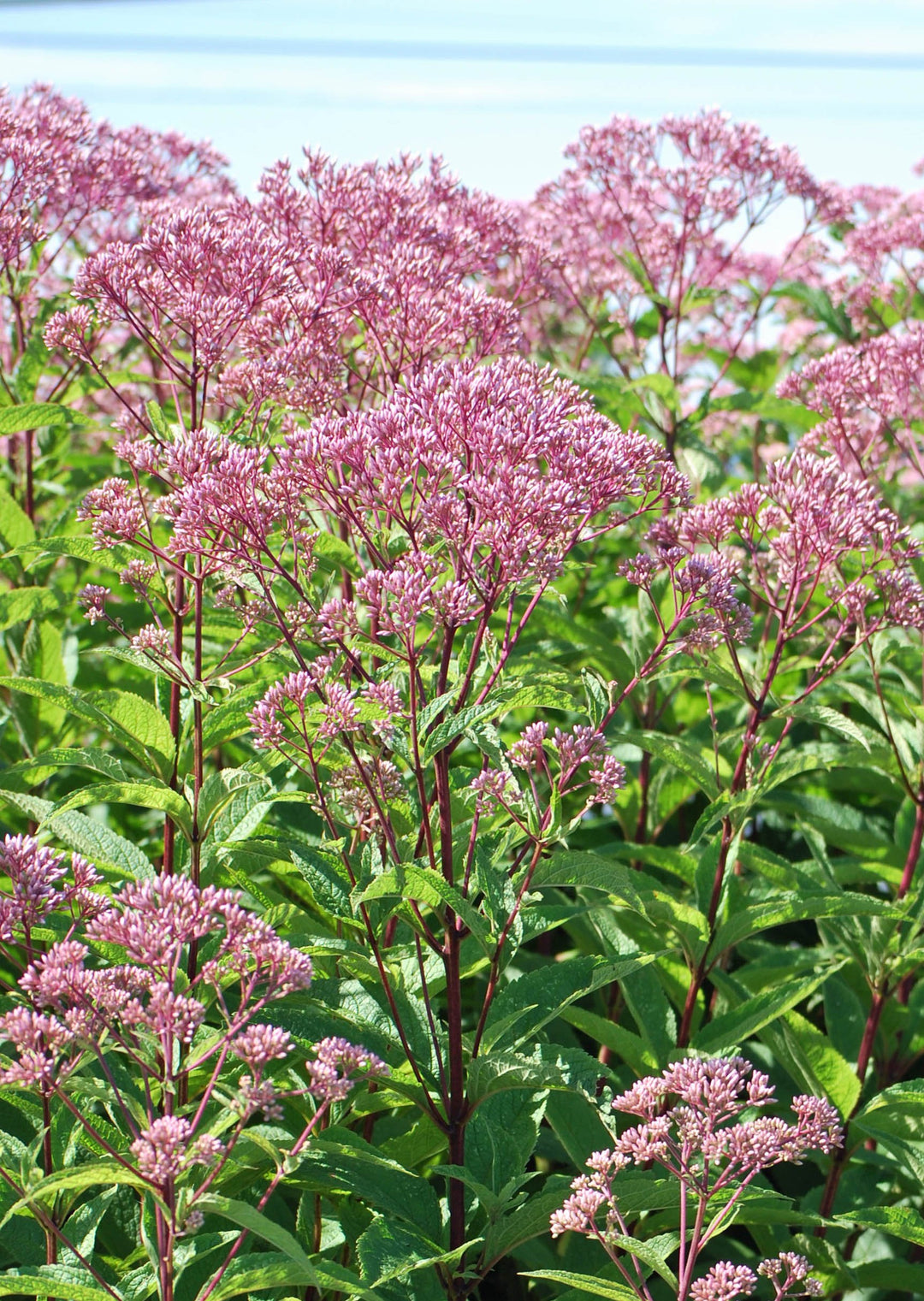 Eupatorium d. 'Baby Joe' (Dwarf Joe Pye Weed)