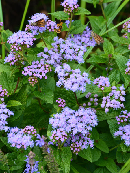 Eupatorium coelestinum (syn. Conoclinium coelestinum) (Hardy Ageratum/Blue Mistflower)