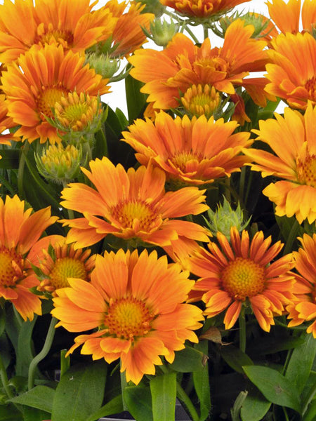 Gaillardia Spintop™ ‘Mango’ (Blanket Flower)