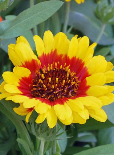 Gaillardia Spintop™ ‘Red Starburst’ (Blanket Flower)