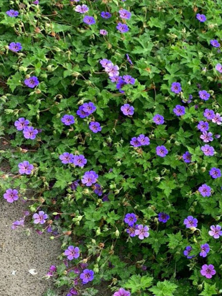 Geranium x. ‘Mary-Anne’ (Cranesbill)