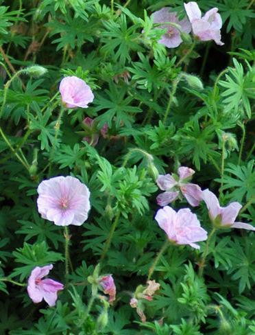 Geranium 'Lancastriense' (Cranesbill)