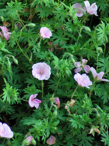 Geranium 'Lancastriense' (Cranesbill)