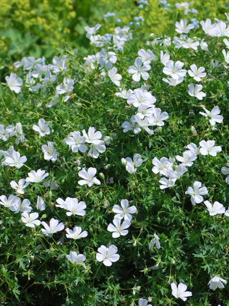 Geranium sanguineum 'Album' (Cranesbill)