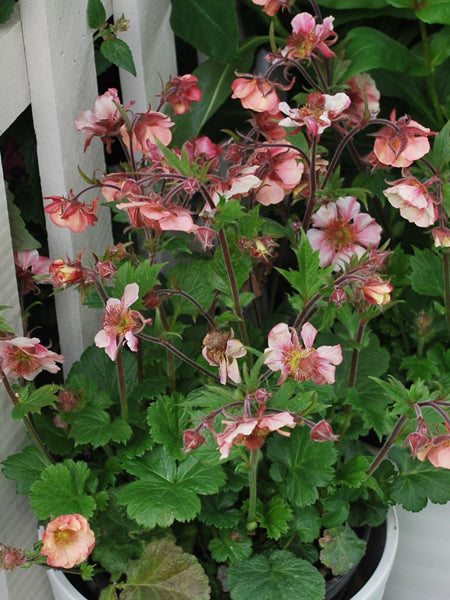 Geum Tempo™ Rose (Avens)